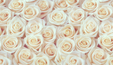Rose blanche