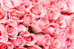 Rose rose