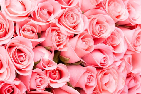 Rose rose