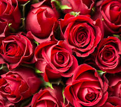 Rose rouge