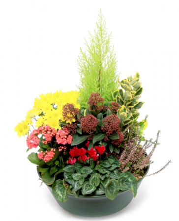 Coupe de plantes coupe taille M